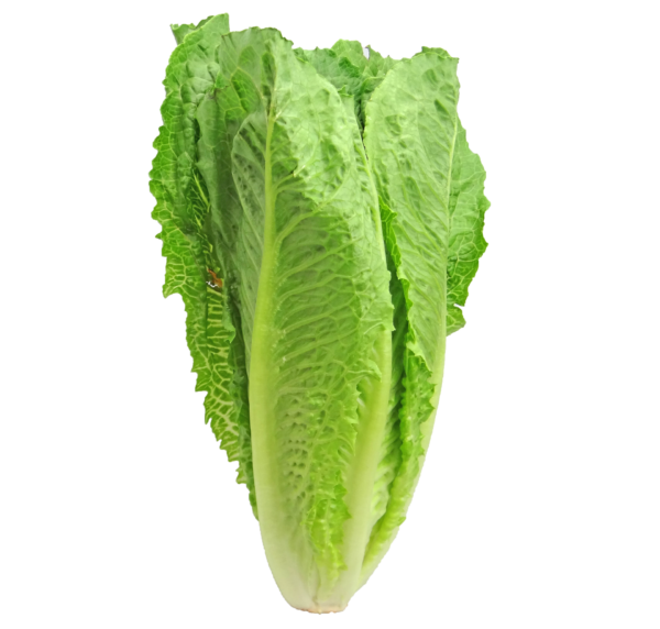 Laitue Romaine