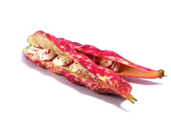 Haricot borlotti