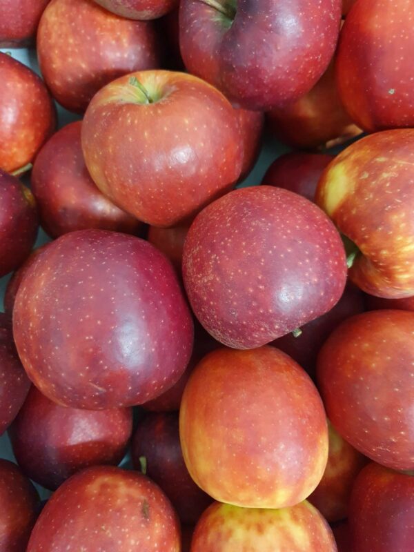 Pomme red prince